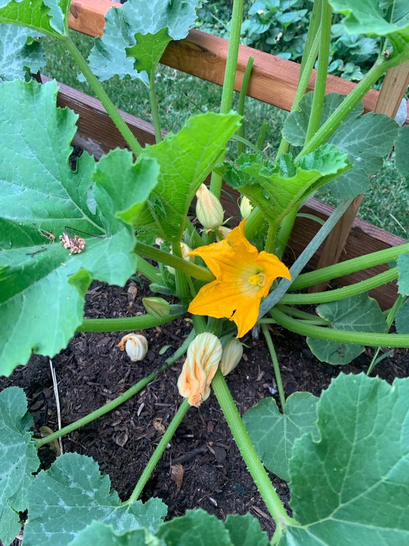 Healthy Sign: New Flowers Keep Opening Healthy Sign: New Flowers Keep Opening