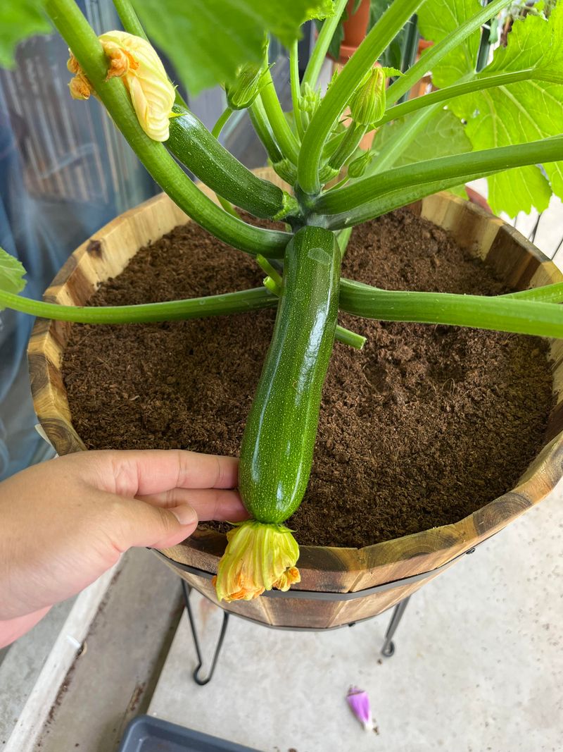 Healthy Sign: Small Zucchini Keep Sizing Up Healthy Sign: Small Zucchini Keep Sizing Up