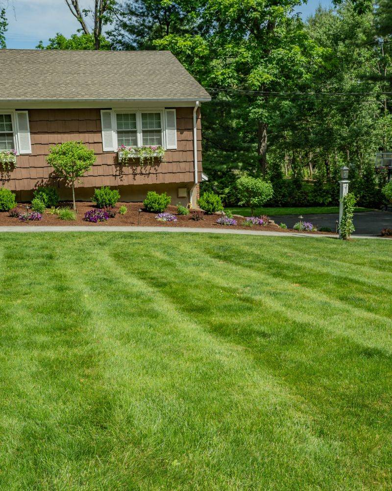 Healthy Thick Grass Naturally Blocks Weed Growth Healthy Thick Grass Naturally Blocks Weed Growth