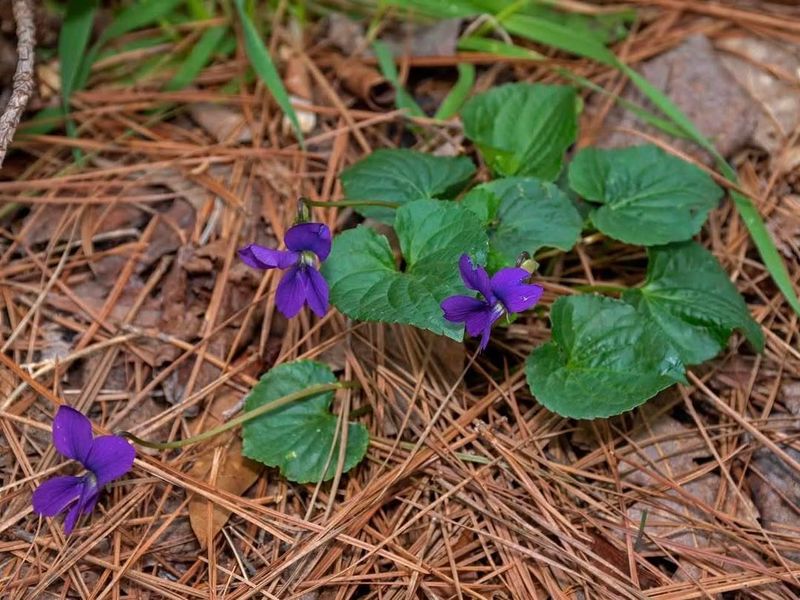 Heart-Shaped Leaves Help Identify It