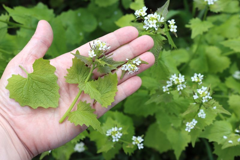 Heart-Shaped Or Triangular Leaves Climb The Stem