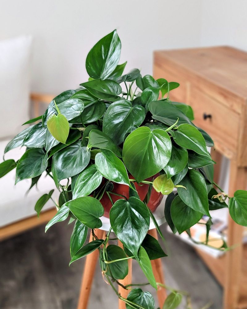 Heartleaf Philodendron Trails In Shade Heartleaf Philodendron Trails In Shade