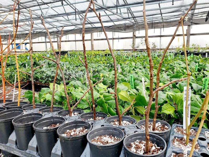 Heartwood Nursery