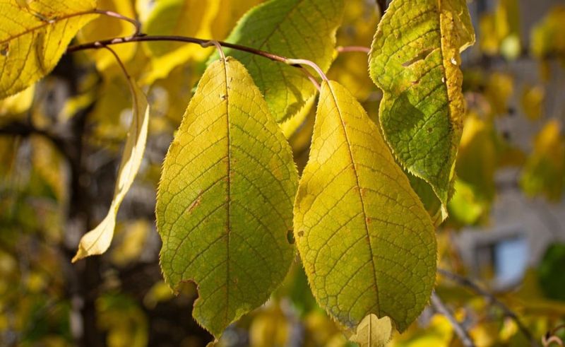 Heat And Drought Are Forcing The Shrub To Shed Leaves