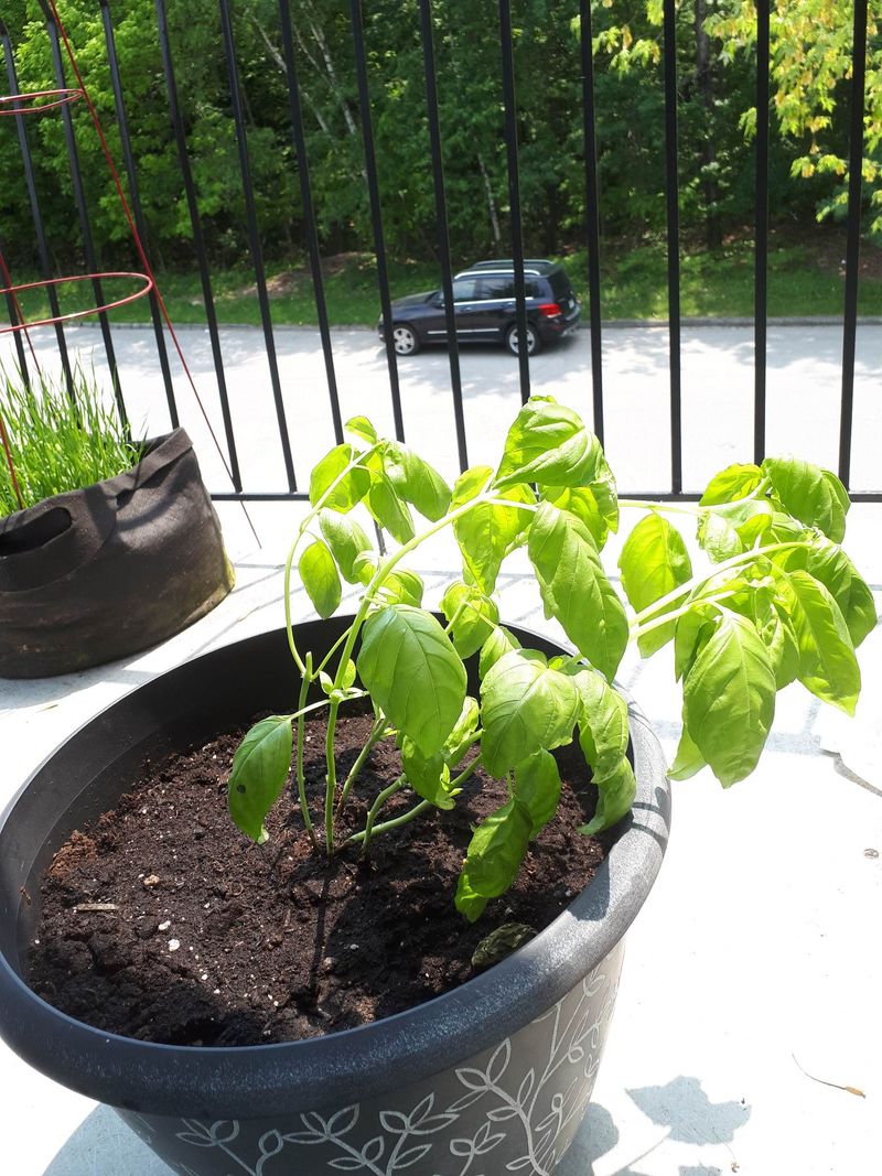 Heat And Long Days Push Basil To Bolt