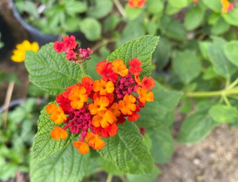 Heat Does Not Stop Healthy Lantana From Blooming Heat Does Not Stop Healthy Lantana From Blooming