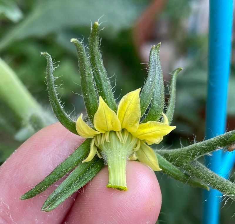 Heat Is Making Tomato Pollen Too Sterile To Set Fruit Heat Is Making Tomato Pollen Too Sterile To Set Fruit