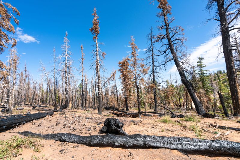 Heat Is Straining Trees Beyond Normal Tolerance Heat Is Straining Trees Beyond Normal Tolerance