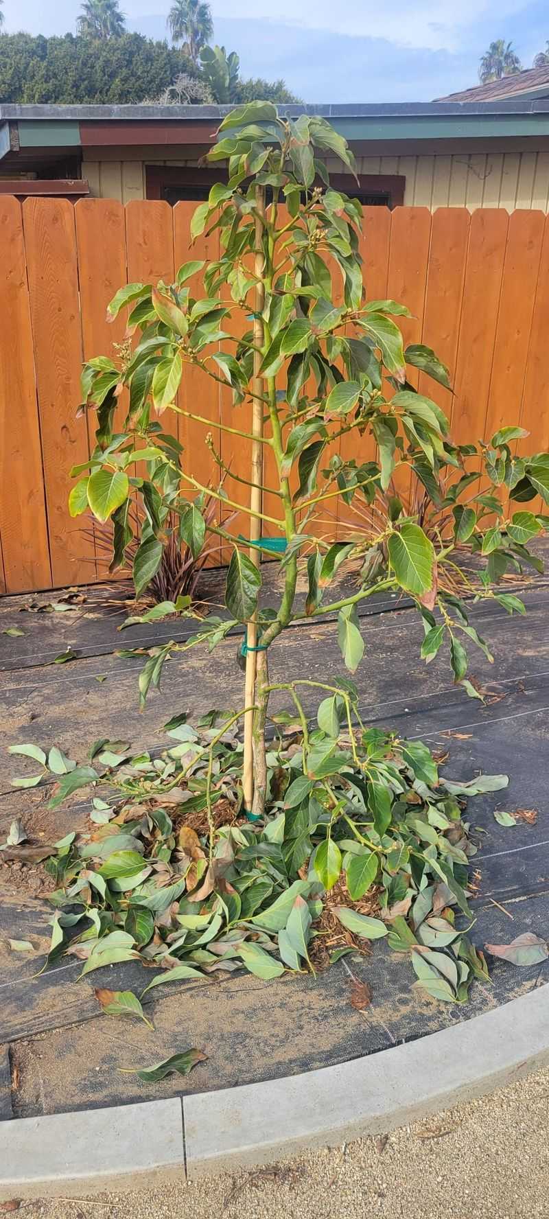 Heat Overloads Leaf Cooling Heat Overloads Leaf Cooling