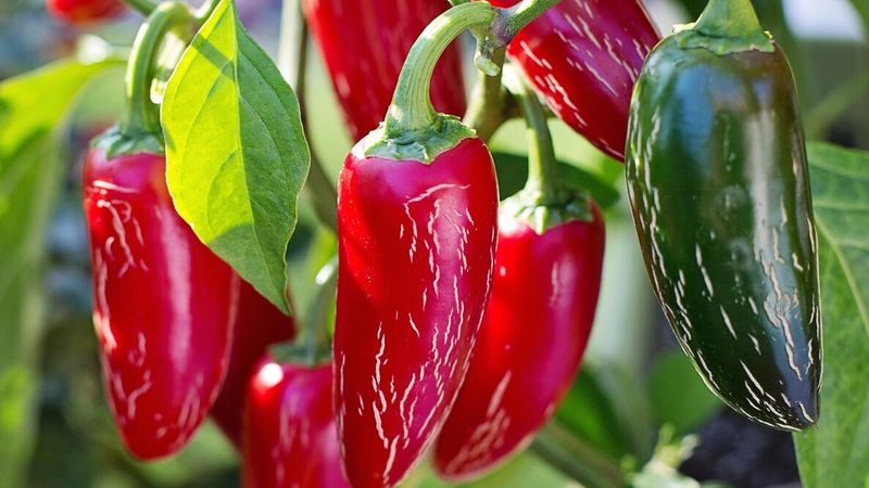 Heat Slows Ripening