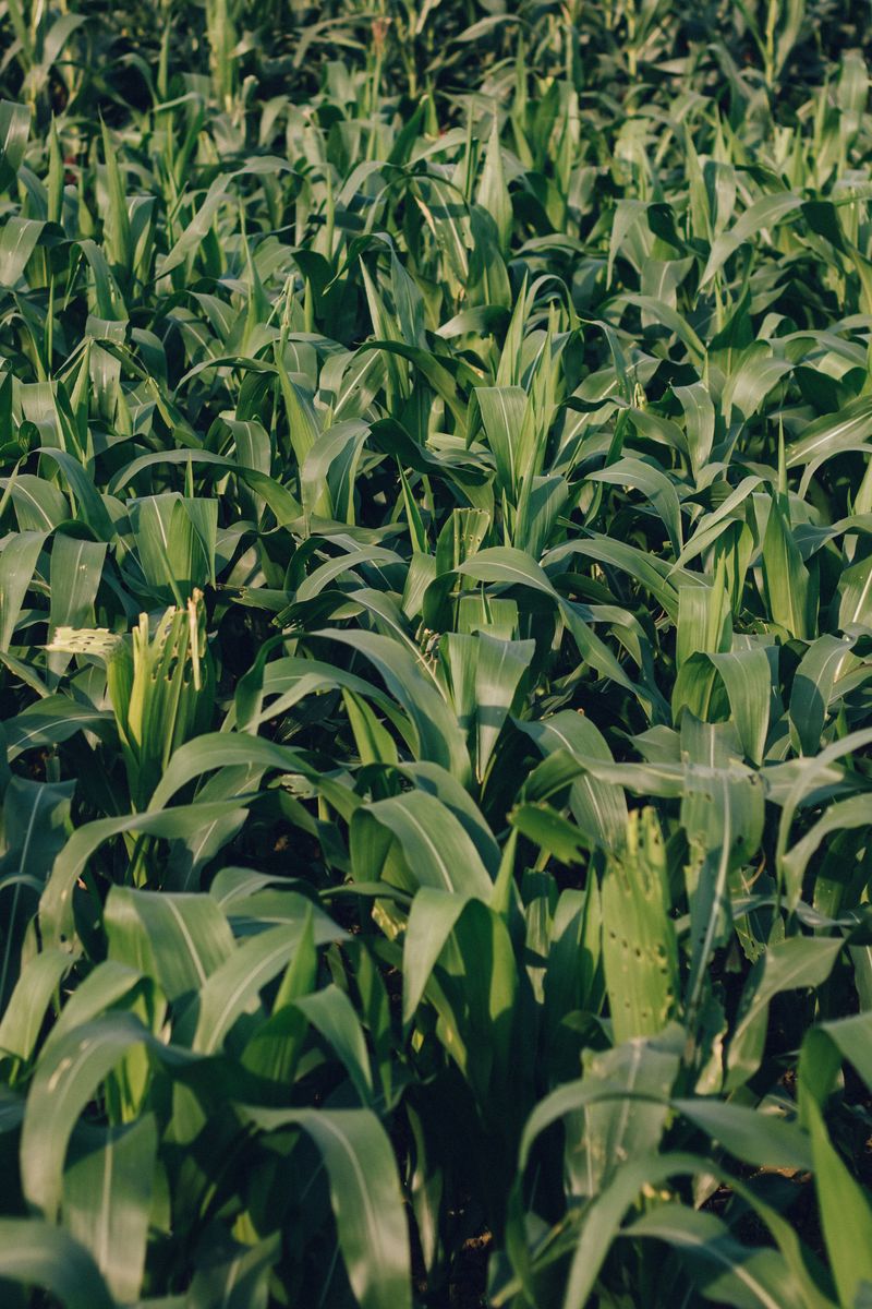 Heat Stayed Mostly Moderate During Key Growth Stages