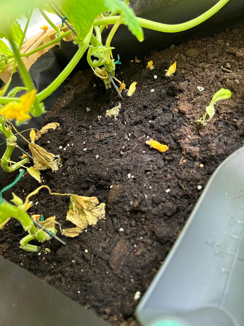 Heat Stress Can Make Blooms Drop Heat Stress Can Make Blooms Drop