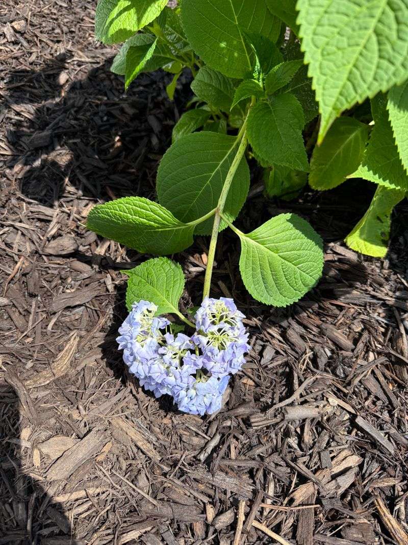 Heat Stress Can Reduce Bud Development Heat Stress Can Reduce Bud Development