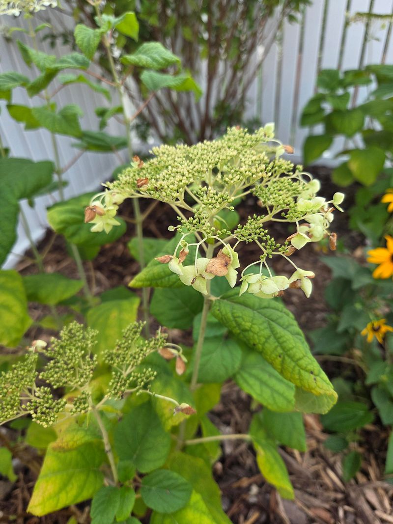 Heat Stress Can Slow Down Flower Production