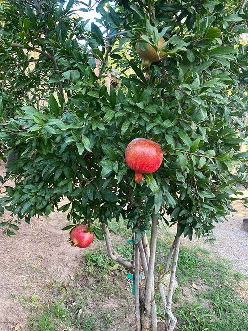 Heat Stress Can Trigger Early Fruit Drop