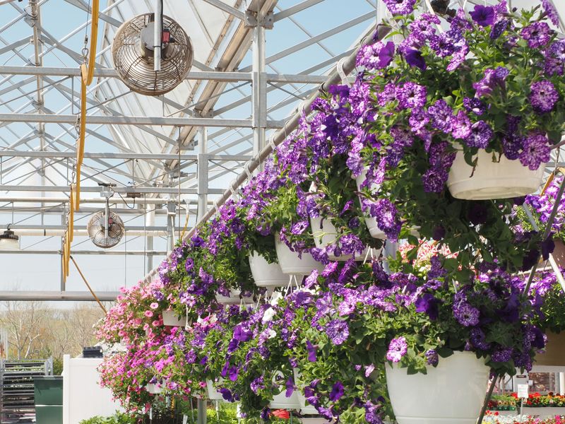 Heat Stress Halts Flower Production Heat Stress Halts Flower Production