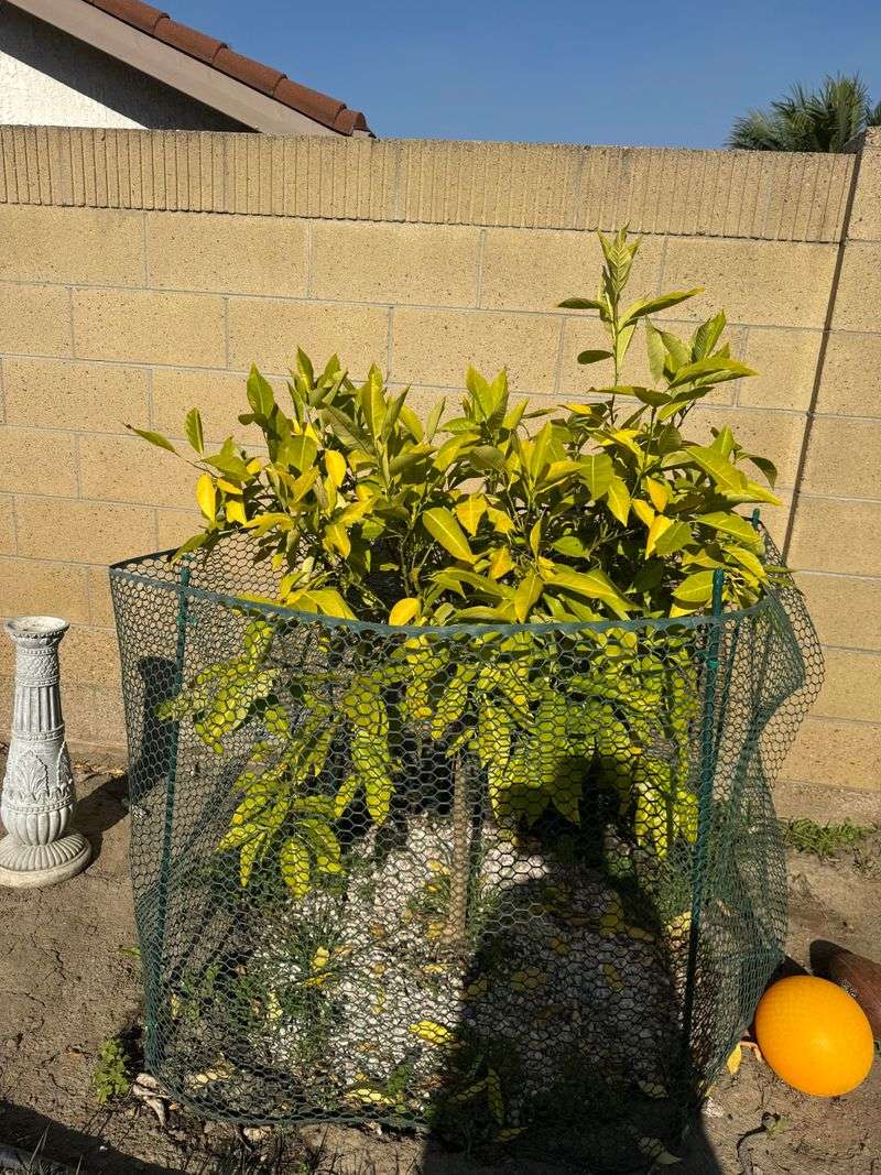 Heat Stress Makes Tiny Oranges Fall Heat Stress Makes Tiny Oranges Fall