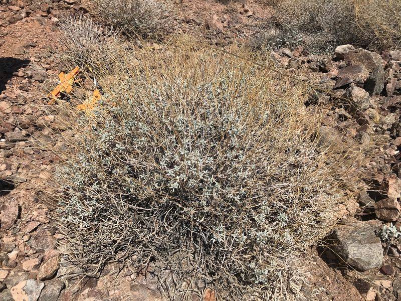 Heat Stress May Trigger Leaf Discoloration