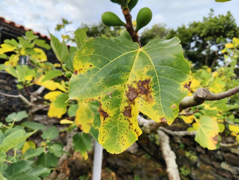 Heat Stress Shows Up Fast On Fig Leaves Heat Stress Shows Up Fast On Fig Leaves