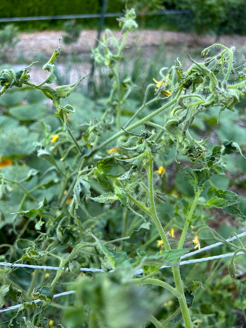 Heat Stress Triggers Leaves To Curl Inward For Protection Heat Stress Triggers Leaves To Curl Inward For Protection