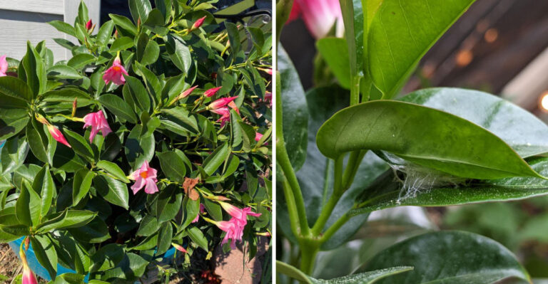 Heat-Stressed Florida Mandevilla Can Bounce Back With These 8 Fixes