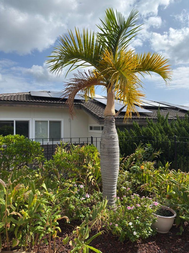 Heat-Stressed Palms Don't Need Heavy Feeding Heat-Stressed Palms Don't Need Heavy Feeding