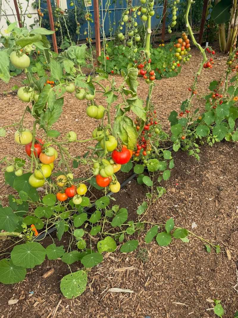 Heat-Tolerant Varieties Handle August Better Heat-Tolerant Varieties Handle August Better