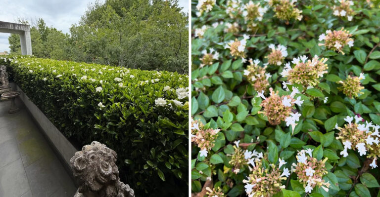 Heat-Tough Border Plants North Carolina Gardeners Can Use Instead Of Boxwood