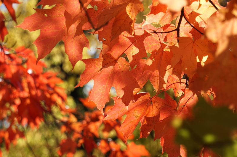 Heat Waves Force Early Dormancy Heat Waves Force Early Dormancy