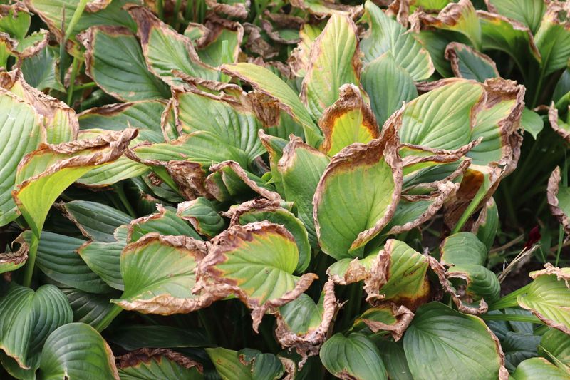 Heatwaves Push Hostas Past Their Comfort Zone