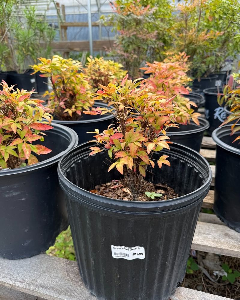 Heavenly Bamboo (Nandina) Heavenly Bamboo (Nandina)