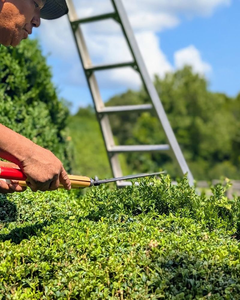 Heavy August Pruning Removes Energy Producing Foliage