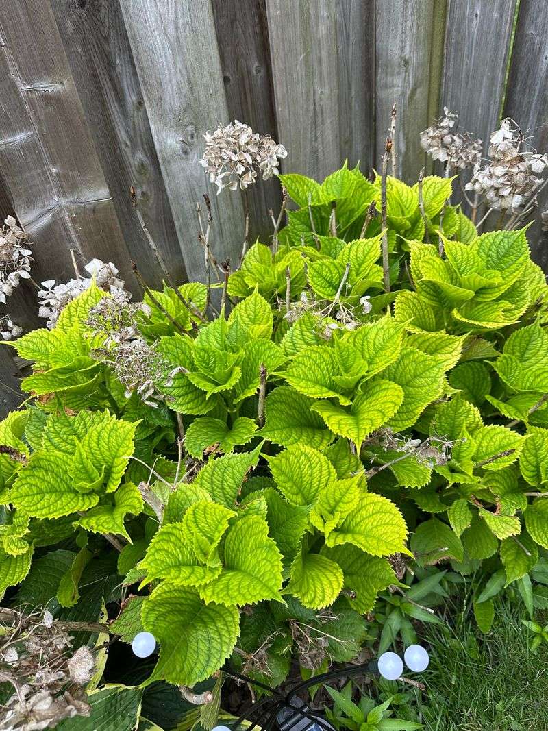Heavy Fertilizer Can Disrupt Healthy Growth Heavy Fertilizer Can Disrupt Healthy Growth