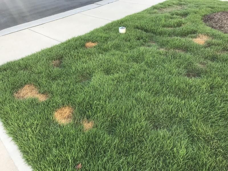 Heavy Foot Traffic Thins Grass Faster
