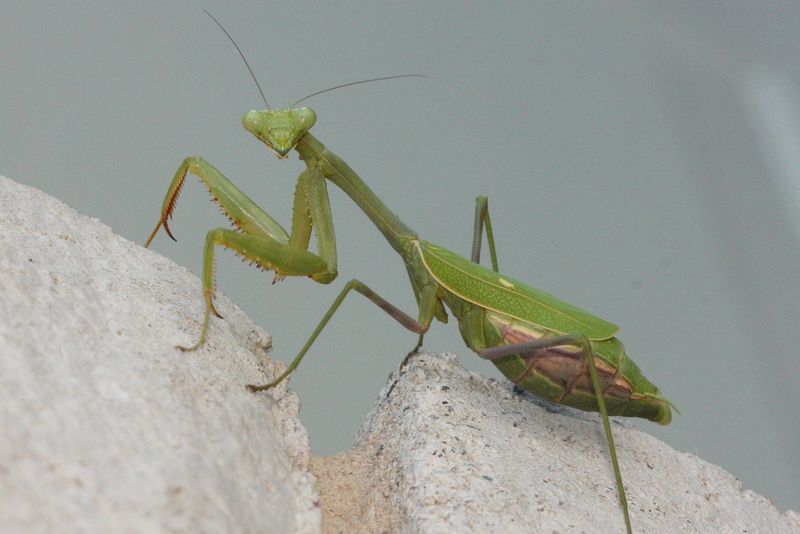 Heavy Insecticide Use Reduces Mantis Numbers Heavy Insecticide Use Reduces Mantis Numbers
