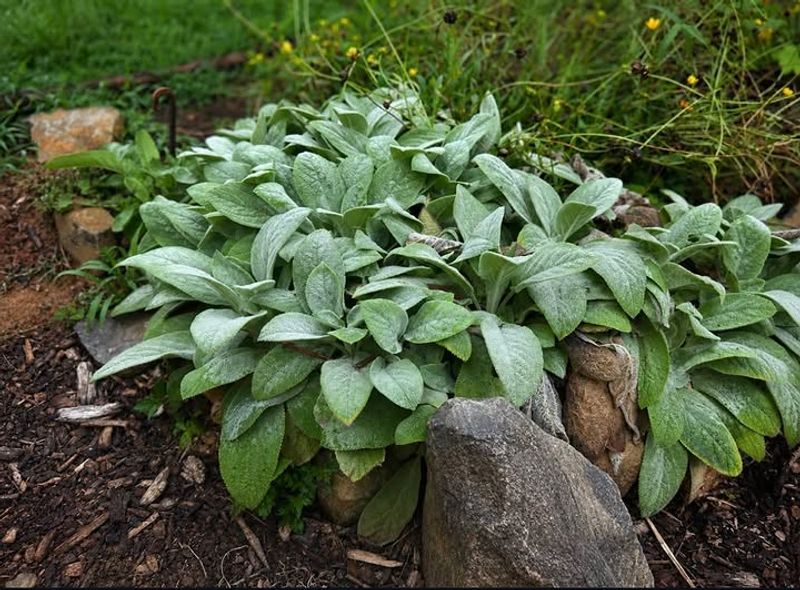 Heavy Moist Soil Can Cause Problems For Lamb's Ear Heavy Moist Soil Can Cause Problems For Lamb's Ear