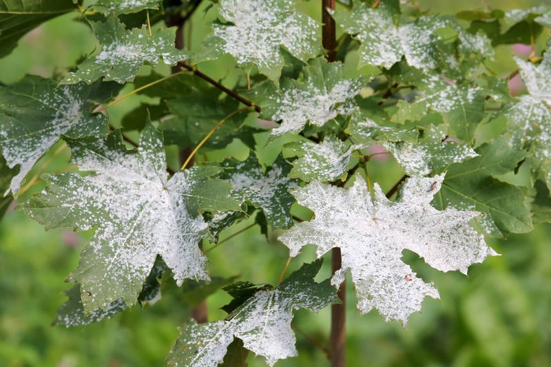 Heavy Nitrogen Encourages Soft Growth Heavy Nitrogen Encourages Soft Growth