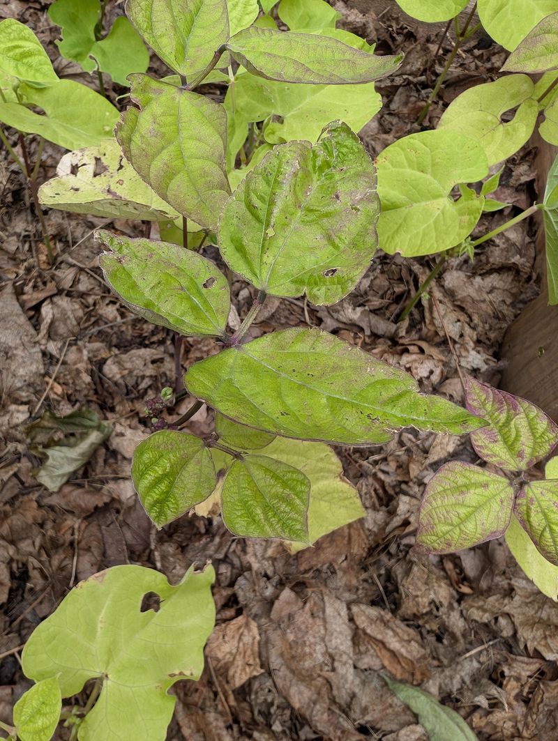 Heavy Nitrogen Pushes Leaves Heavy Nitrogen Pushes Leaves