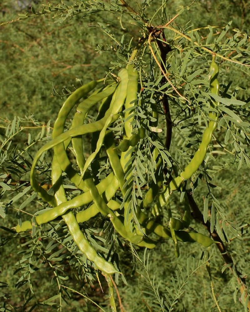 Heavy Pod Load Points To A Strong Spring Bloom
