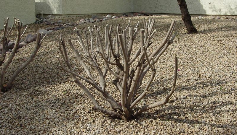 Heavy Pruning Before Temperatures Spike