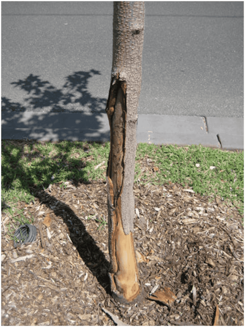 Heavy Pruning Can Expose Bark To Harsh Sun Heavy Pruning Can Expose Bark To Harsh Sun