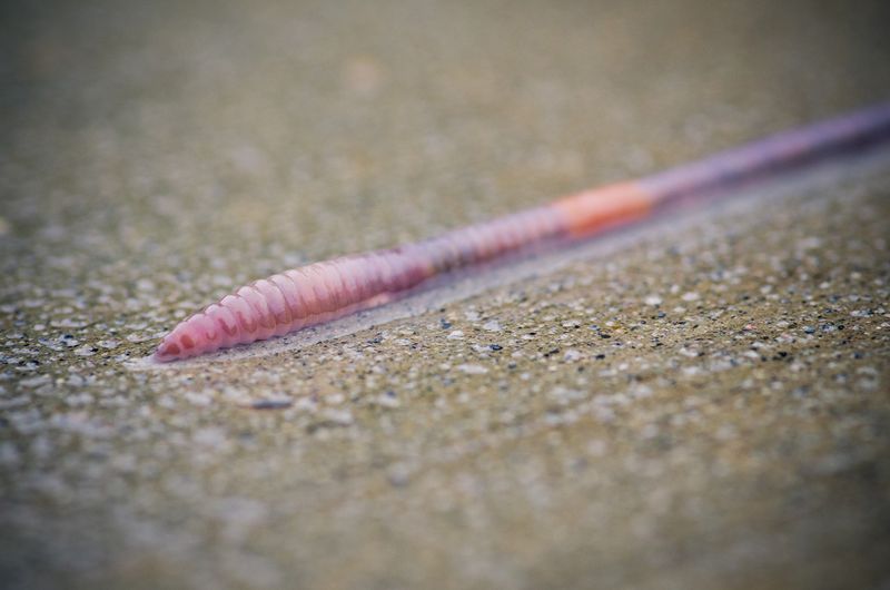 Heavy Rain Can Bring Worms To The Surface