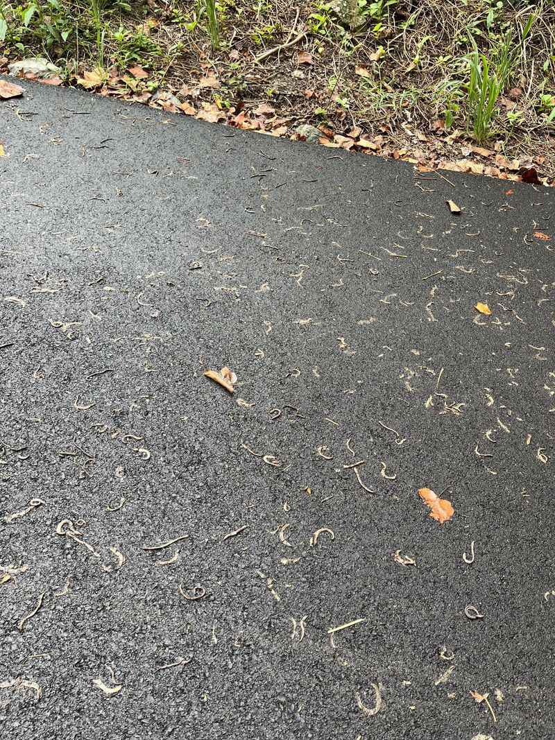 Heavy Rain Or Overwatering Has Driven Them From The Lawn Heavy Rain Or Overwatering Has Driven Them From The Lawn