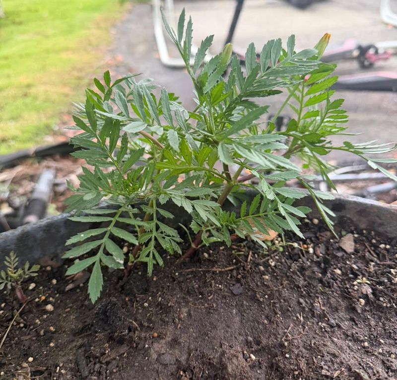 Heavy Rain Or Overwatering Has Hurt The Roots