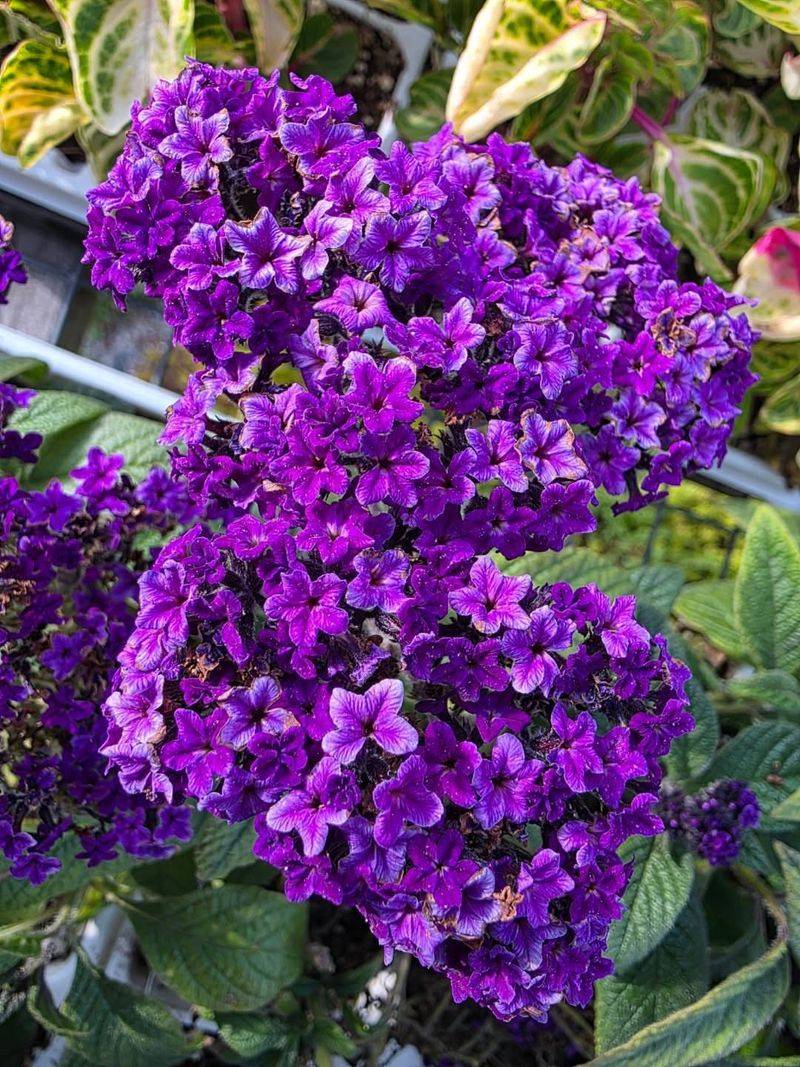 Heliotrope Brings Vanilla Notes