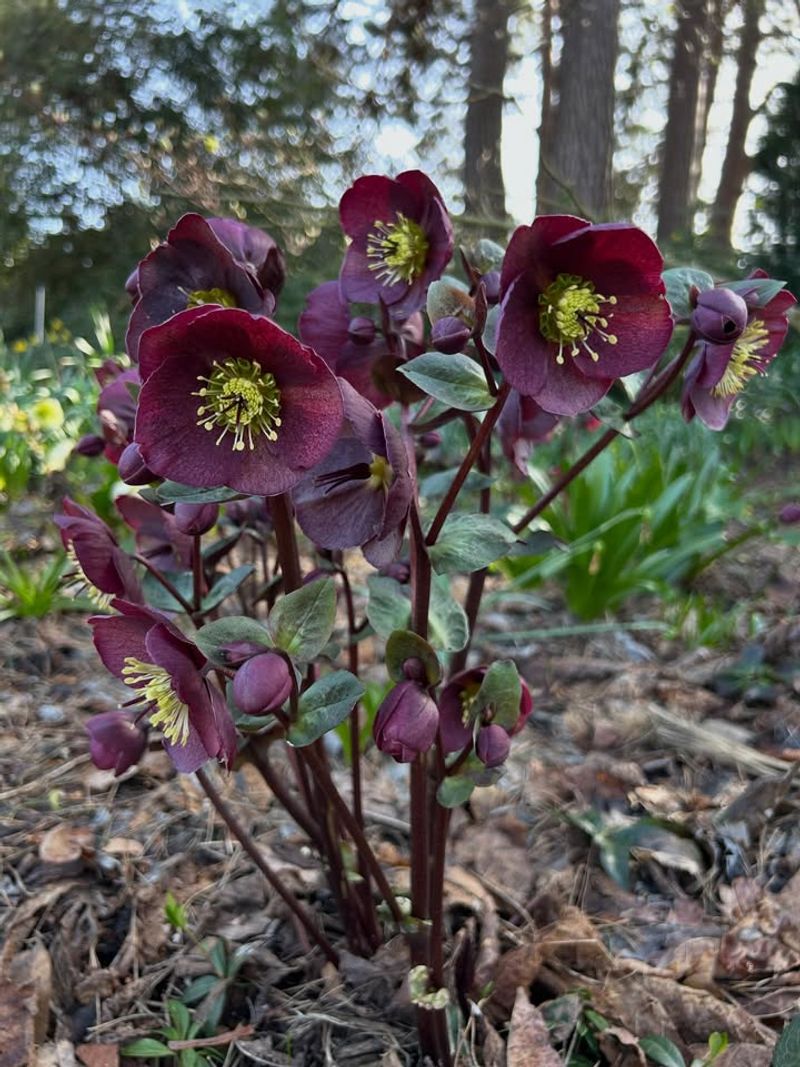 Hellebores Settle In During Mild Fall Weather
