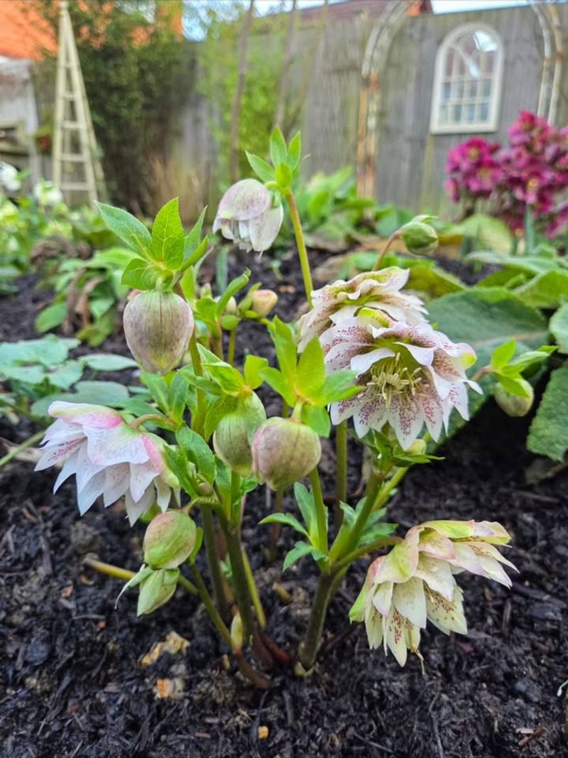 Hellebores