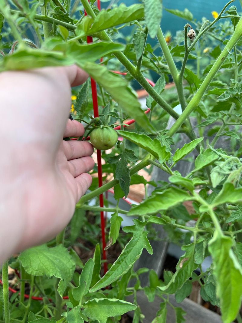 Help Flowers Turn Into Tomatoes Again Help Flowers Turn Into Tomatoes Again