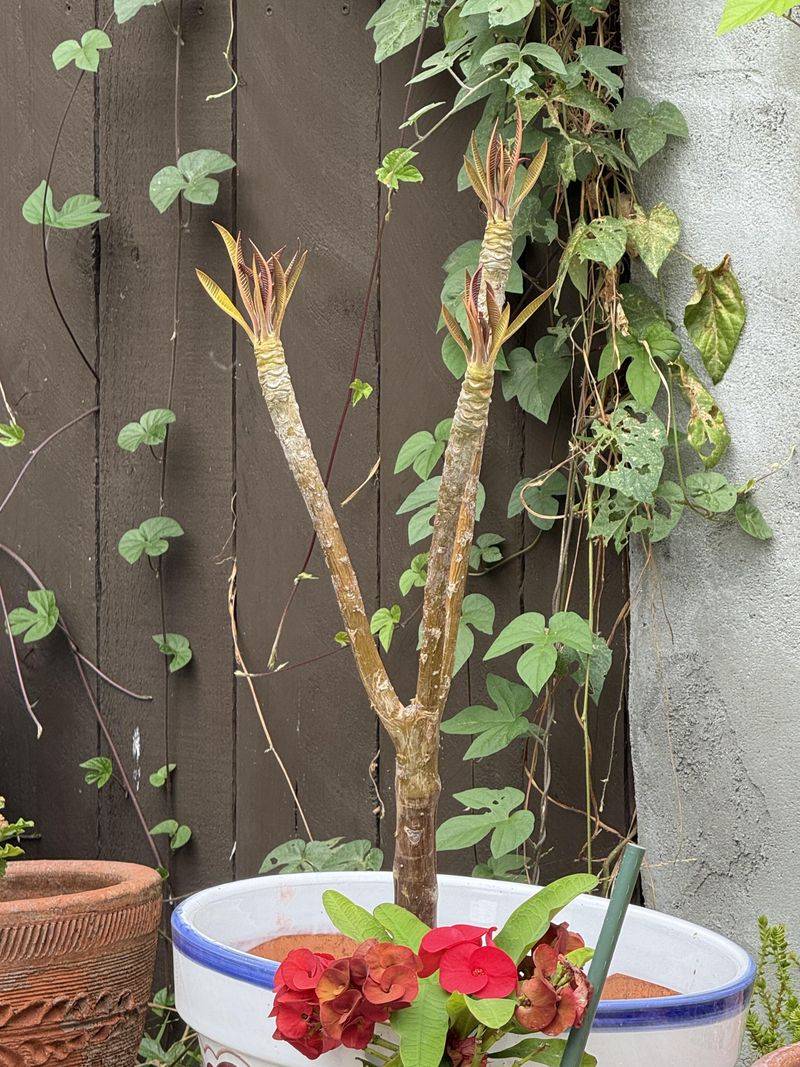 Help Roots Recover Before Chasing Blooms Help Roots Recover Before Chasing Blooms