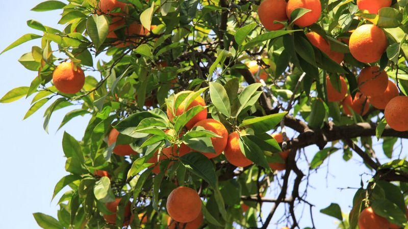 Help The Tree Recover Before Fruit Season Help The Tree Recover Before Fruit Season